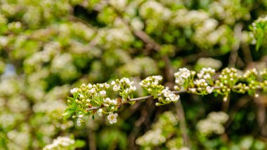 Gelin çelengi spirea - Spiraea prunifolia dalı ve bir arı tarafından döllenmiş çiçekler.