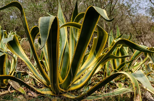 Agave Americana - Güzelliğinde asırlık bitki. Meksika 'ya özgü, ama İtalya' da mutlu büyüyor..