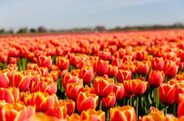 Hollanda 'da bir grup turuncu lale. Çiçeklerle dolu kocaman bir tarla.