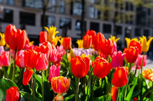 stock image Bunch of colourful tulip flowers in a pot in a middle of Amsterdam city.