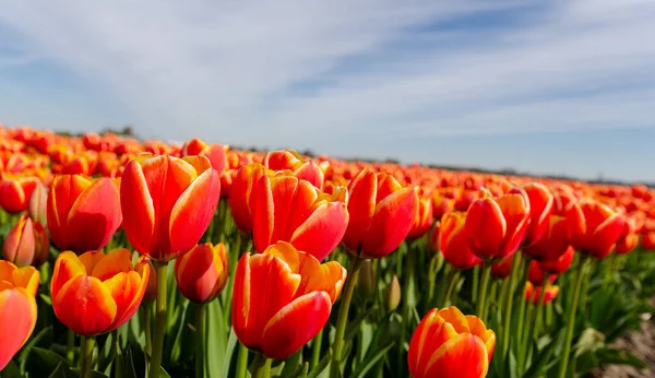 Hollanda 'da bir grup turuncu lale. Çiçeklerle dolu kocaman bir tarla.