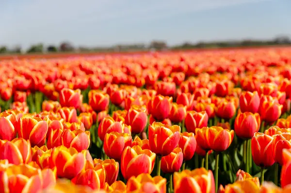 stock image A bunch of orange tulips in Holland. Huge field full of beautiful flowers in bloom