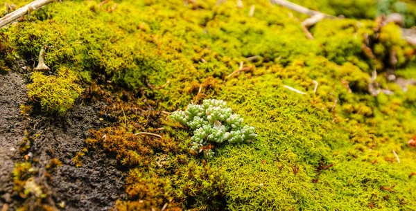 Sukulentna Roślina Wyrastająca Mchłego Kamienia Lesie — Zdjęcie stockowe