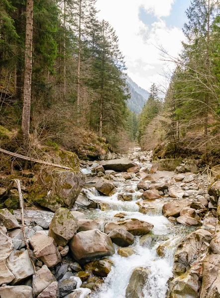 Potente Leito Rio Com Água Corrente Meio Uma Floresta Alpes — Fotografia de Stock