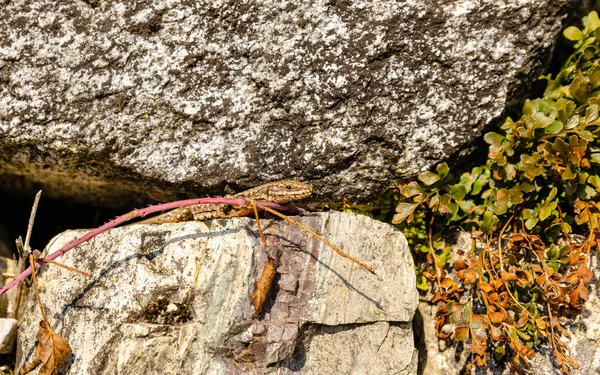 普通壁虎在阳光下暖身的特写照片 意大利山区 — 图库照片