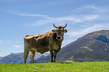 İspanya 'daki Picos de Europa dağlarına bakan mutlu yalnız inek.