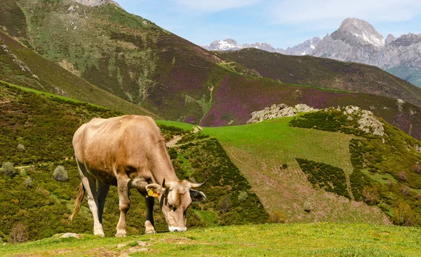 Spanya Nın Picos Europa Dağlarında Taze Yiyen Mutlu Yalnız Inek — Stok fotoğraf