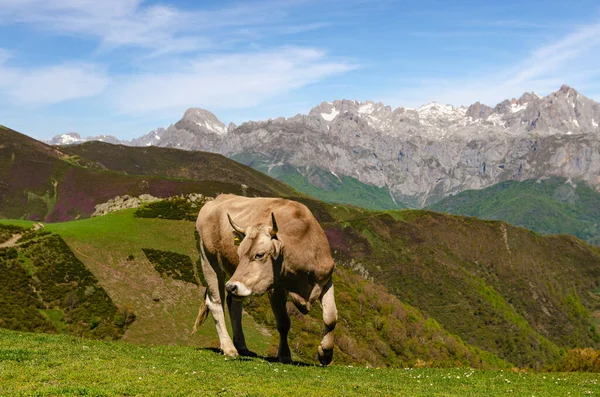 Felice Singola Mucca Mangiare Erba Fresca Nelle Montagne Picos Europa — Foto Stock