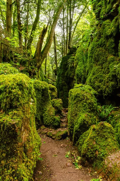 Beautiful Forest Dean Coleford Wales England Great Britain Mossy Scenery — Stock Photo, Image