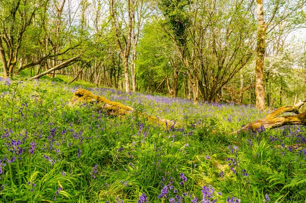 美しい紫色のブルーベルでいっぱいの森の真ん中の牧草地 母なる自然が一番 — ストック写真