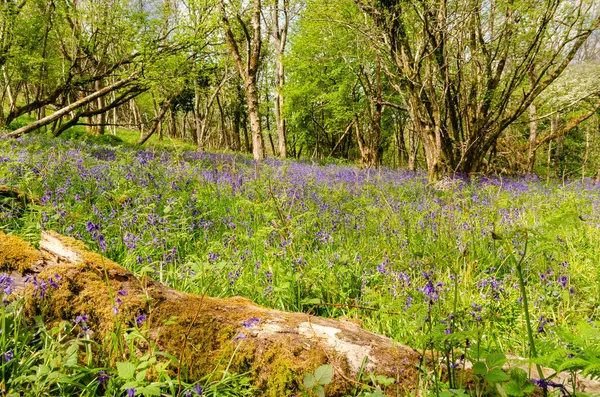 森林中央的一片草地 布满了美丽的紫色蓝铃花 大自然之母 — 图库照片