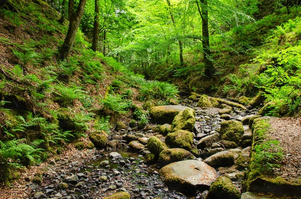 Caminho Florestal Muito Verde Com Leito Rio Floresta Yorkshire Caminho — Fotografia de Stock