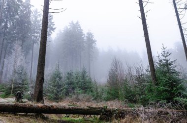 Sisle kaplı büyülü bir ormanda devrilmiş bir ağaç. Kış doğası korkunç bir ortam yaratır..
