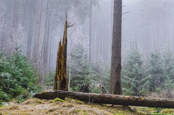 Árvore Caída Numa Floresta Nebulosa Mágica Coberta Nevoeiro Natureza Inverno — Fotografia de Stock