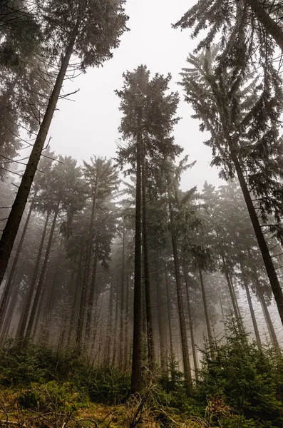 Sisle Kaplı Büyülü Bir Ormanda Devrilmiş Bir Ağaç Kış Doğası — Stok fotoğraf