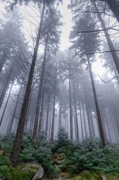 stock image Fallen tree in a magical misty forest covered in fog. Winter nature creates a scary environment.