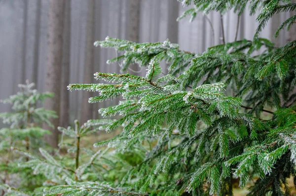 Upadłe Drzewo Magicznym Mglistym Lesie Pokryte Mgłą Zimowa Przyroda Tworzy — Zdjęcie stockowe