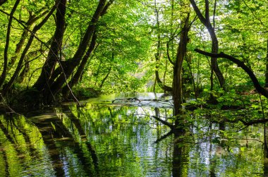 Ağaçlarla korunan bir ormanın ortasındaki nehir. Plitvice Ulusal Parkı 'nda muhteşem yansıması olan karanlık bir sahne..
