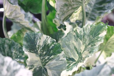 arka plan Alocasia makro hizos Variegated güzel yeşil-sarı benekli yaprakları olan süs bitkisidir.