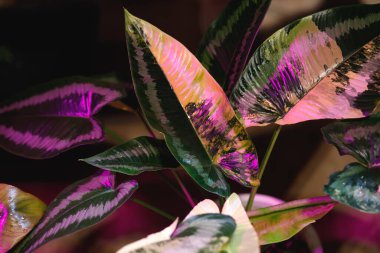 Philodendron doğada güzeldir. Büyümeyi hızlandırmak için mor fotosentezli bir hava temizleyici.
