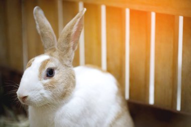 Çiftlikte beyaz ve kahverengi çizgili şirin bir tavşan var..