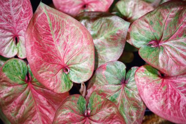 Caladium bicolor güzel doğa bir hava temizleyicisidir.