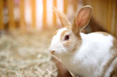Çiftlikte beyaz ve kahverengi çizgili şirin bir tavşan var..