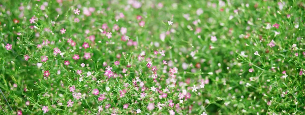 Фон Красиві Натуральні Рожеві Квіти Квітковому Саду — стокове фото