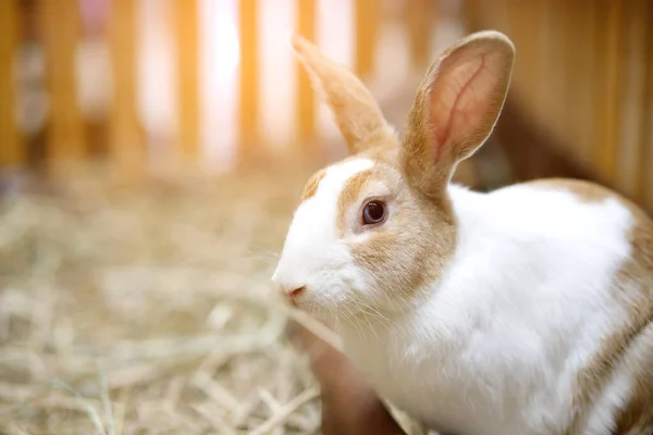 stock image A cute white and brown striped rabbit is at the farm.