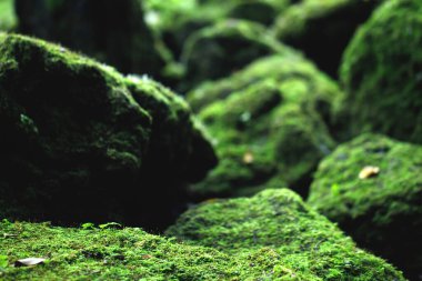 Güzel parlak yeşil yosun yetiştirilen sert taşlar ve ormanda katta kapak. Makro görünümü ile göster. Kayalar duvar kağıdı için doğada yosun dokusu dolu. yumuşak odak.