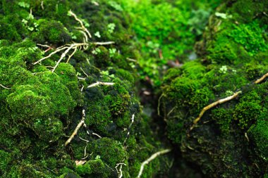 Güzel parlak yeşil yosun yetiştirilen sert taşlar ve ormanda katta kapak. Makro görünümü ile göster. Kayalar duvar kağıdı için doğada yosun dokusu dolu. yumuşak odak.