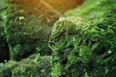 Güzel parlak yeşil yosun yetiştirilen sert taşlar ve ormanda katta kapak. Makro görünümü ile göster. Kayalar duvar kağıdı için doğada yosun dokusu dolu. yumuşak odak.