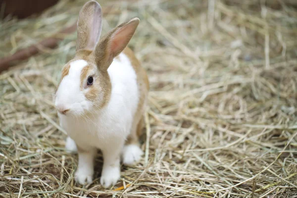 Stock image A cute white and brown striped rabbit is at the farm.