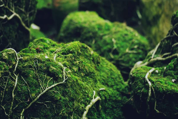 Piękne Bright Green Moss Uprawiane Pokrycie Szorstkie Kamienie Podłodze Lesie — Zdjęcie stockowe