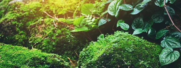 Прекрасний Яскраво Зелений Мох Дорослий Покриває Грубі Камені Підлозі Лісі — стокове фото
