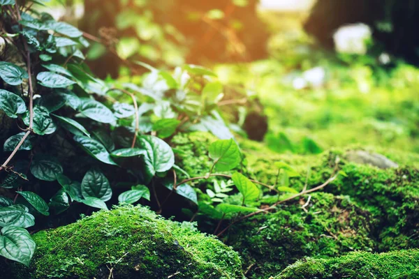 Прекрасний Яскраво Зелений Мох Дорослий Покриває Грубі Камені Підлозі Лісі — стокове фото
