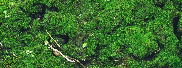 stock image Beautiful Bright Green moss grown up cover the rough stones and on the floor in the forest. Show with macro view. Rocks full of the moss texture in nature for wallpaper. soft focus.