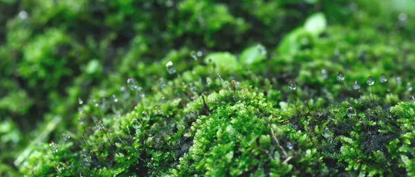 Bellissimo Muschio Verde Brillante Cresciuto Coprire Pietre Grezze Sul Pavimento — Foto Stock