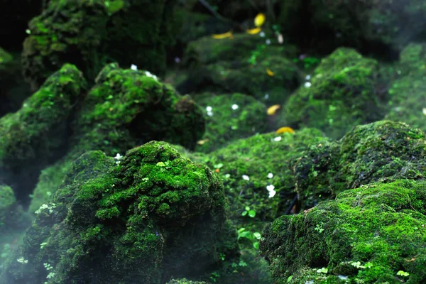 美しいブライトグリーンの苔は 荒い石と森の床を覆って育ちました マクロ ビューで表示します 壁紙のための自然の中で苔の質感の完全な岩 ソフトフォーカス — ストック写真