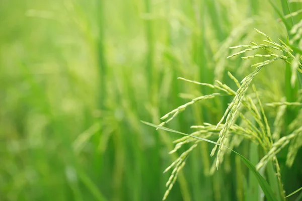 stock image green rice field background close up beautiful yellow rice fields soft focus