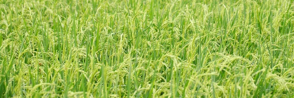 Зелений Рисовий Фон Крупним Планом Красиві Жовті Рисові Поля Який — стокове фото