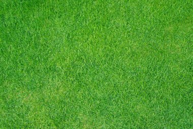 Yapay çayır yeşili. Üst Görünüm Dokusu. 