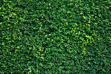 Parktaki güzel yeşil ağaçların arkaplan desen görüntüsü