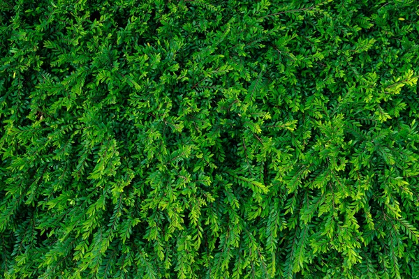 Belas Árvores Verdes Fundo Textura Imagem Parque — Fotografia de Stock