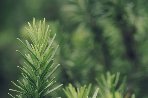 Taze Yeşil Biberiye Bitkisel Doku Arka Planı — Stok fotoğraf