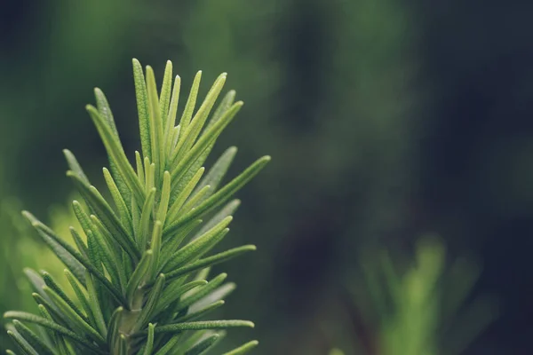 Taze Yeşil Biberiye Bitkisel Doku Arka Planı — Stok fotoğraf