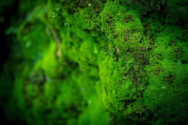 Güzel Parlak Yeşil yosunlar büyüyüp ormandaki sert taşları ve zemini kaplarlar. Makro görünüm ile göster. Duvar kağıdı için doğadaki yosun dokusuyla dolu kayalar.