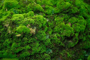 Güzel Parlak Yeşil yosunlar büyüyüp ormandaki sert taşları ve zemini kaplarlar. Makro görünüm ile göster. Duvar kağıdı için doğadaki yosun dokusuyla dolu kayalar.