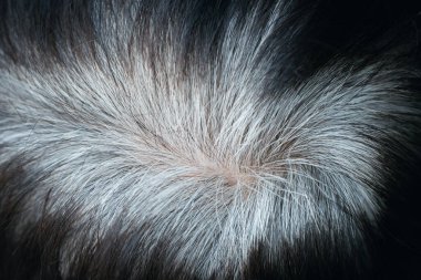 Gençlerin geçmişe bakış açısı, erken gri saçlar, siyah ağarmış saç köklerinin baş değiştirerek yaşlı bir adama dönüştüğünü gösteriyor..