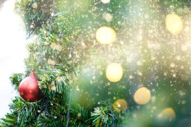 Pine tree with morning on the twig leaves. pine cones at the end of branches, abstract nature background. Copy space.	